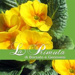 La Primula Fiori