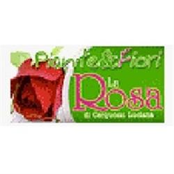 Piante e Fiori La Rosa