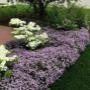 Piante e Fiori