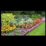 Fiori