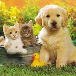SIBILLAVET clinica veterinaria ANNAVINI HENA MICOZZI DANIEL FROLLÀ VALERIO