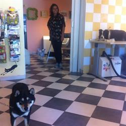 Toelettatura per Cani e Gatti Carini & Coccolosi di Daniela Centioni