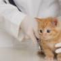 Visita Gatto Foto 4