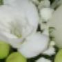 Fiori