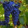 Uva Nera