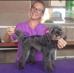 Dog Fashion Star Toelettatura per Animali