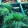 Agretti