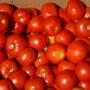 Pomodori
