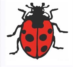 Coccinella Market