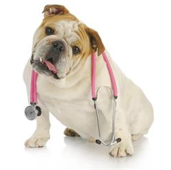 Clinica Veterinaria Benaco Blu