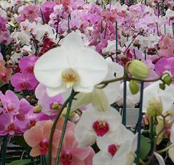 L'orchidea S.s.