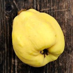 Az. Agr. Cimbolello di Francesco Cordone