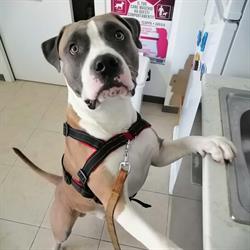 Ambulatorio Veterinario Silvestrini Dr.Riccardo