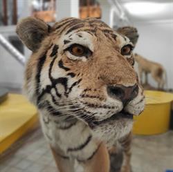 Museo Di Zoologia