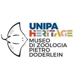 Museo Di Zoologia P. Doderlein