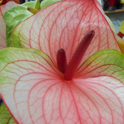 Idee in Fiore