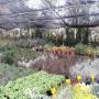 Piante Aromatiche