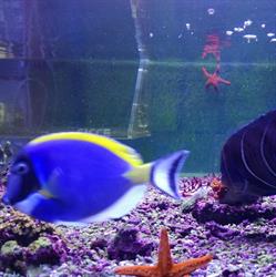 Acquario La Sirenetta Scardino Carmela