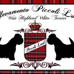 Allevamento Amatoriale Dei Piccoli Lord