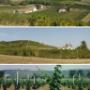 I Vigneti