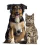 Cani e Gatti