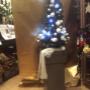 Aberi di Natale