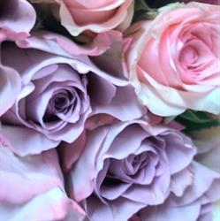 Fiorista Rosae Ross