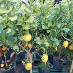 Consorzio Agricolo di Saia Amelia