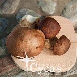 Ristorante Pizzeria bar con Giardino Cycas Catering
