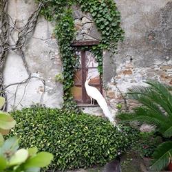 Castello di Morsasco