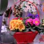 Fiori -   Grazia Fiori
