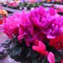 Piante da Esterni -  Grazia Fiori