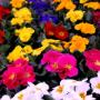 Fiori da Giardino -   Grazia Fiori