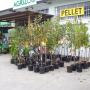 Assortimento Piante Agrizoo