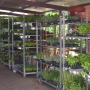 Piante Aromatiche Agrizoo
