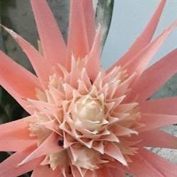 Gregoli Fiori Floreal