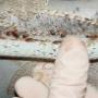 Cimice del Letto Nascondigli