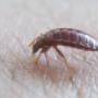 Cimice del Letto Disinfestazione