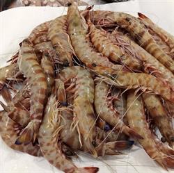Pescheria Di Santini A. e Parmigiani C. S.n.c.