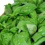 Basilico