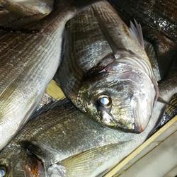 Pescheria Camoglina