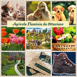 Agricola Flaminia