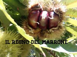 AZ. AGR. Il Regno Del Marrone di Rontini Sergio e Monia