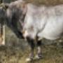 Animali
