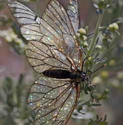 Parrucchiere Pazza Idea SNC