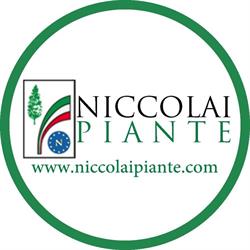 Societa' Agricola Niccolai Piante Di Fabio Niccolai SS
