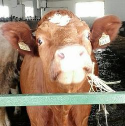 Azienda Agricola La Marpea SS