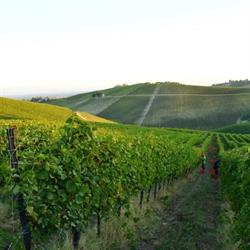 Azienda Agricola Castel Del Lupo (S.R.L.) Vini