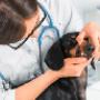 Ambulatorio Veterinario