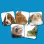 Animali Domestici
